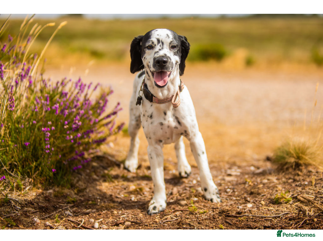 Mixed Breed dogs for stud: Smudge  - Image 2