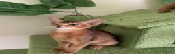 Abyssinian cats for sale: TICA 5* pedigree Abyssinian Kittens  - Advert 22