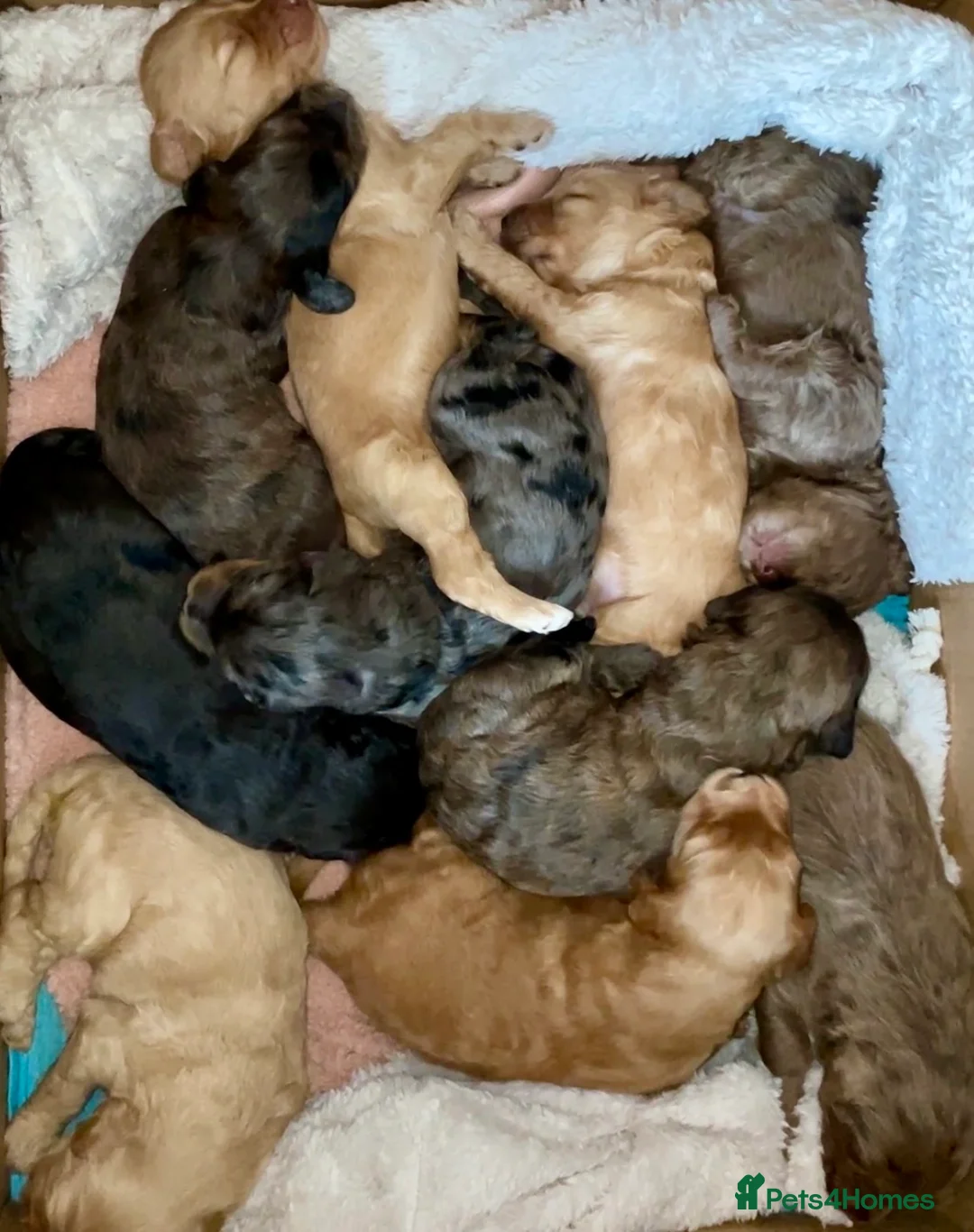 Double Doodle dogs for sale: Supreme Double Doodles - striking colours and coat - Advert 2