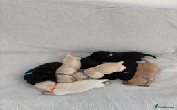 Labrador Retriever dogs for sale: Stunning Labrador Puppies - Image 5