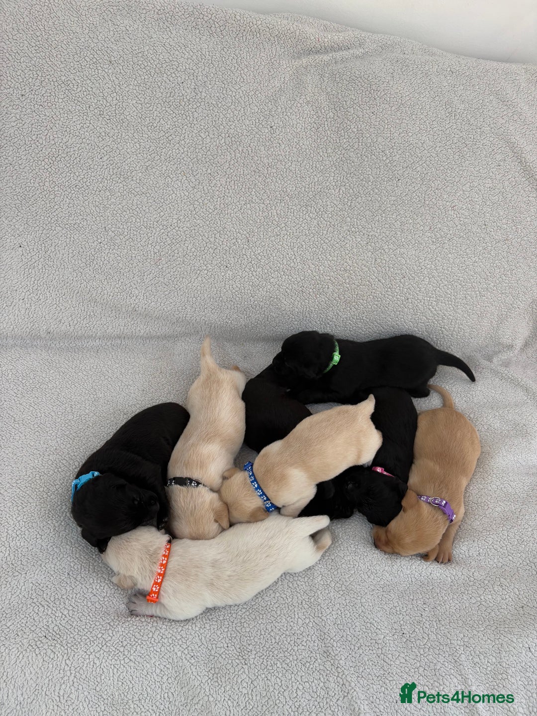 Labrador Retriever dogs for sale: Stunning Labrador Puppies - Image 5