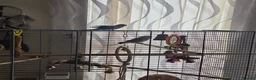 Budgerigars birds for sale: pair of budgerigars with a cage in Luton - Advert 7