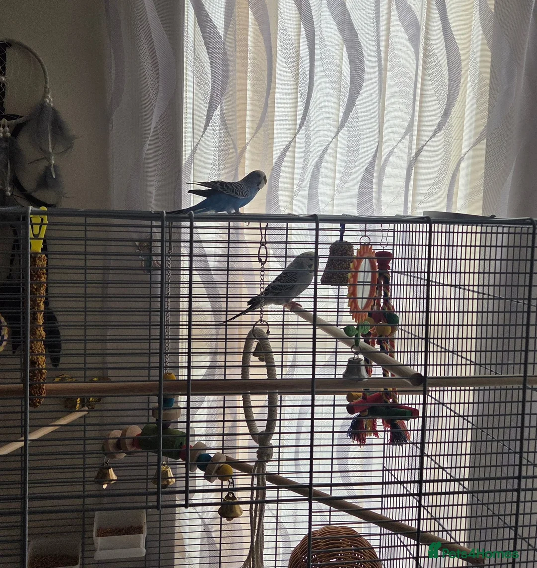 Budgerigars birds for sale: pair of budgerigars with a cage in Luton - Advert 7