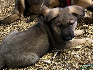 German Shepherd dogs German Shepherd puppies - Advert 5