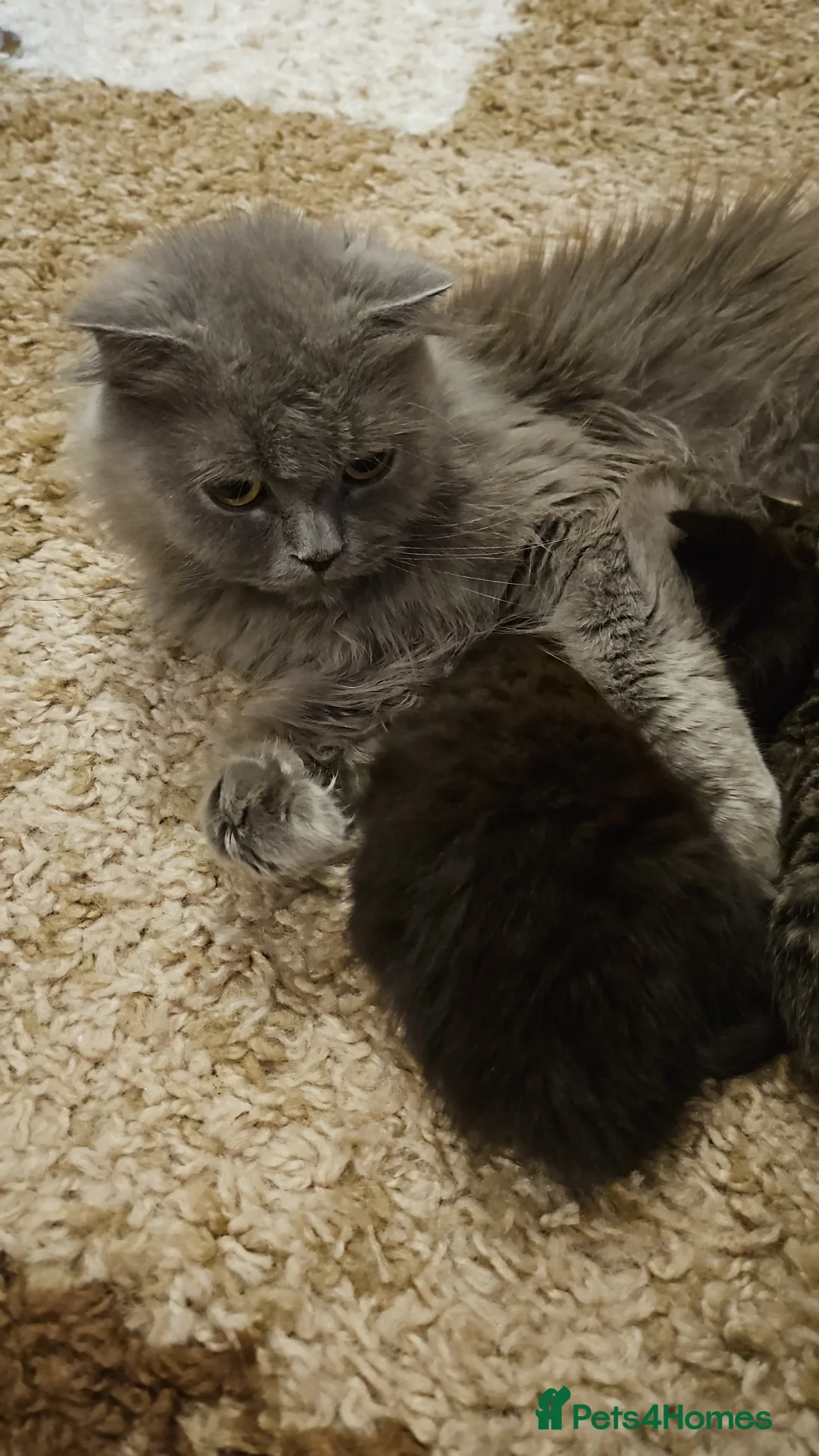 Scottish Fold cats for sale: Scottish fold straight ears kittens 9 wks old  - Advert 4