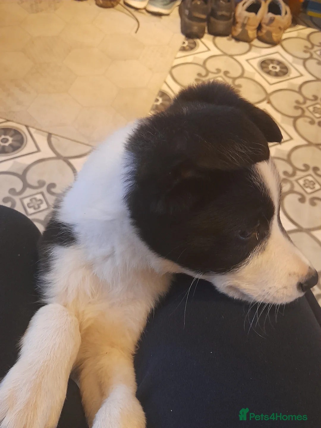 Border Collie dogs for sale: Puppies 🐶  - Advert 3