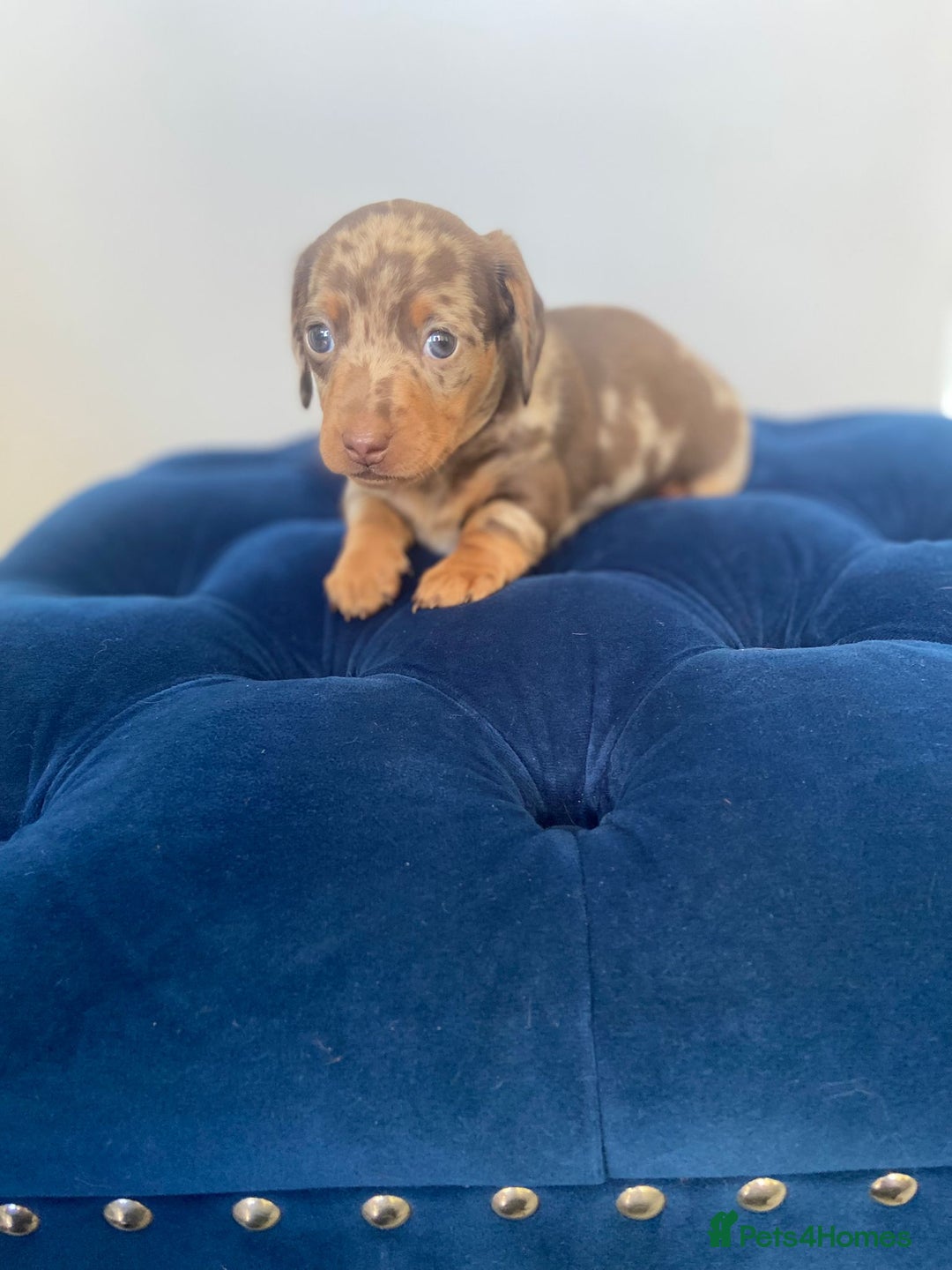 Dachshund dogs for sale: Kc fully health tested parents daxi boys - Advert 9