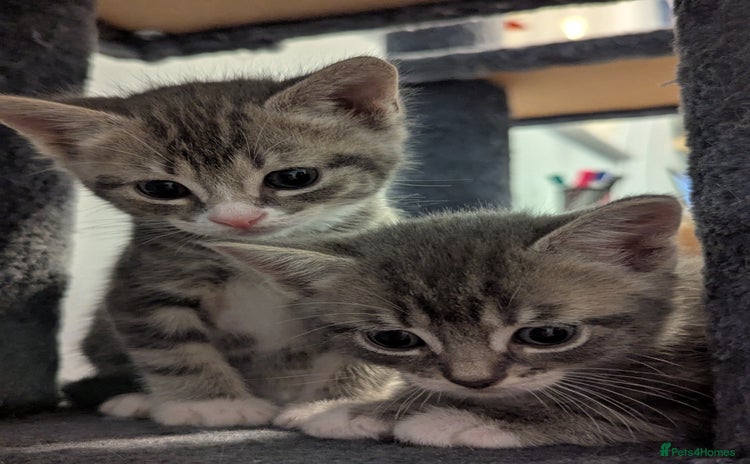 Domestic Shorthair cats - Advert 3