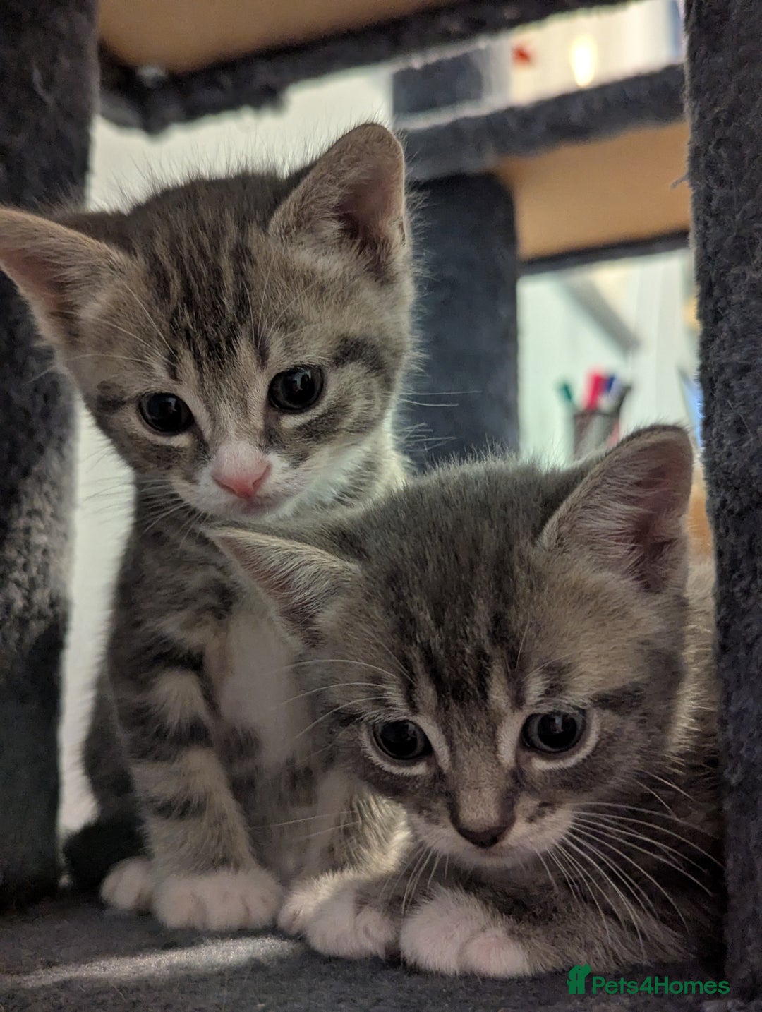 Domestic Shorthair cats for sale: 7 kittens are looking for new home - Image 1