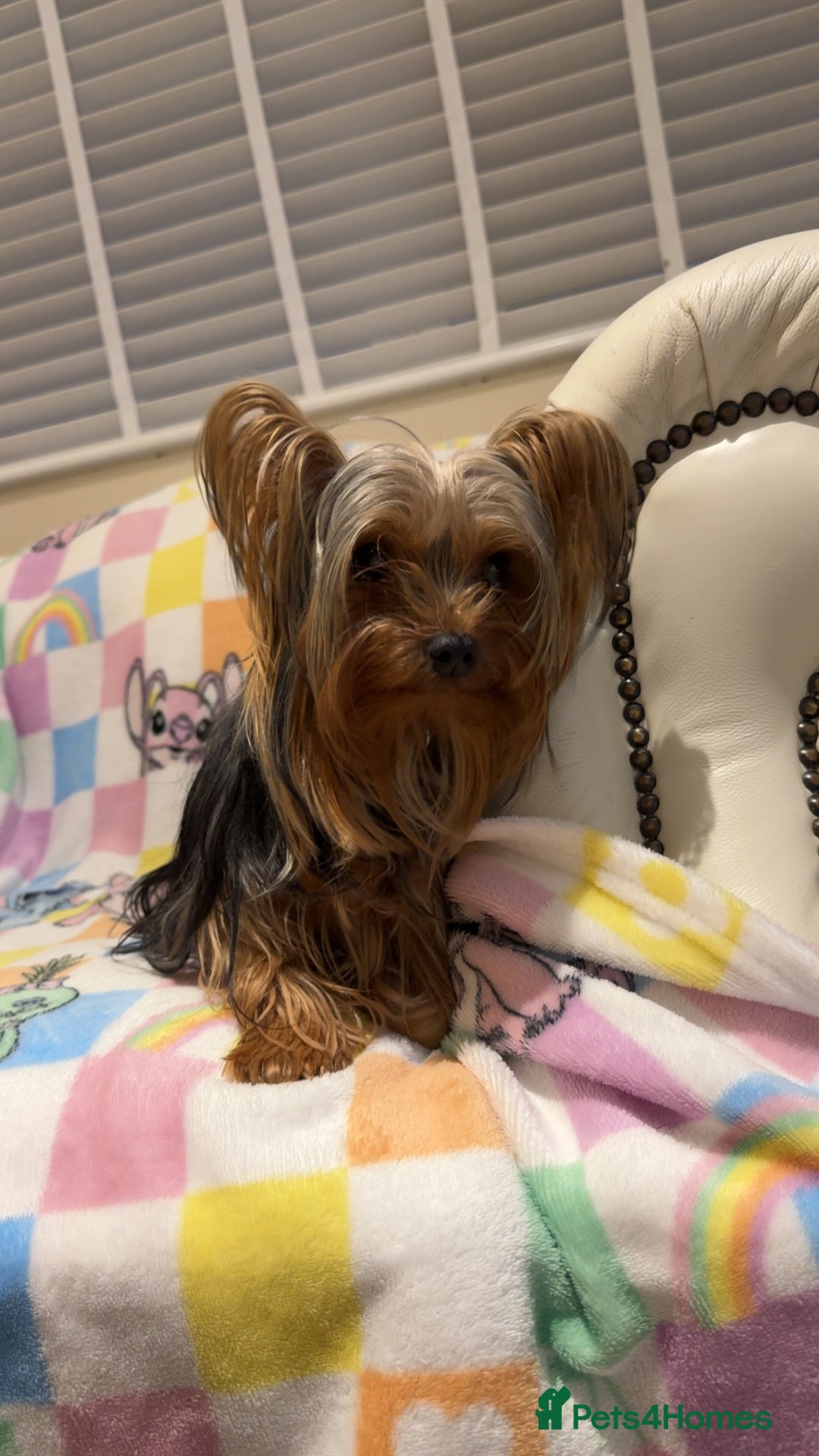 Yorkshire Terrier dogs for sale: *Reduced* teeny tiny little Yorkshire terrier boy  - Advert 6