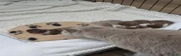 British Shorthair cats for sale: GCCF registered Pedigree British Shorthair Kittens - Advert 2