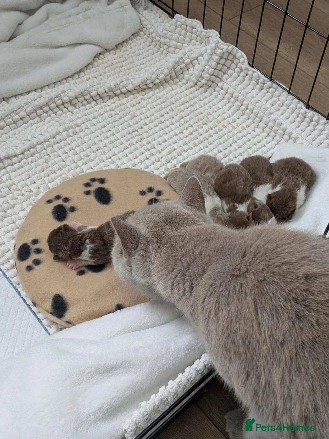 British Shorthair cats for sale: GCCF registered Pedigree British Shorthair Kittens - Advert 2