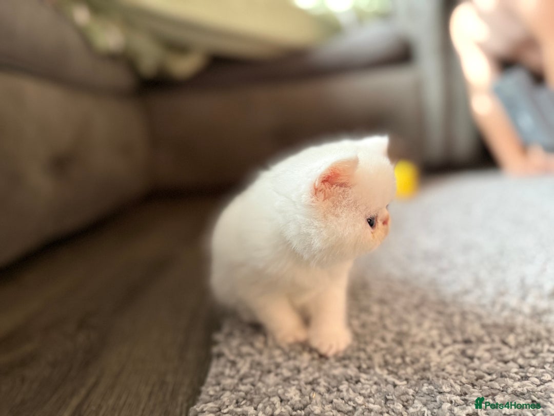 Exotic cats for sale: 4 beautiful exotic shorthair girls  - Image 4