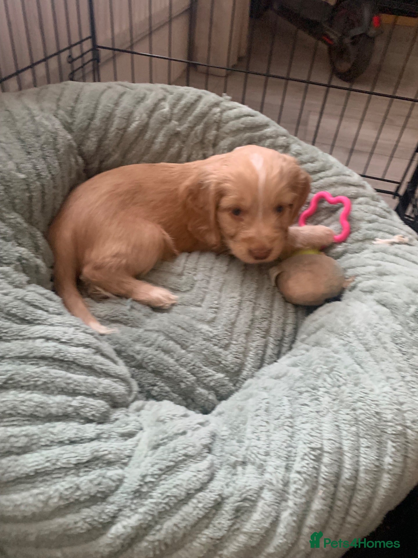 Cockapoo dogs Beautiful cockerpoo puppies ❤️💙💙💙 - Advert 2