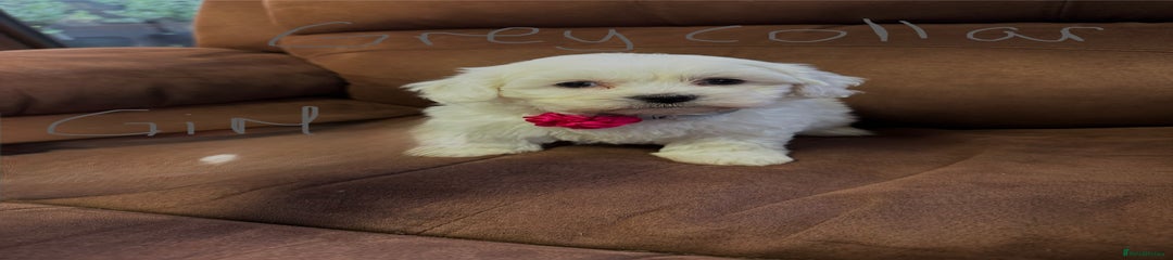 Bichon Frise Puppy 5