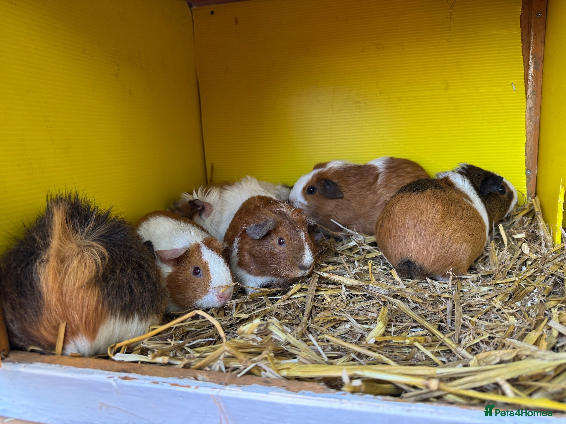 Guinea Pig rodents Female guinea pigs - Advert 1
