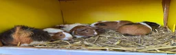 Guinea Pig rodents for sale: Female guinea pigs - Advert 1