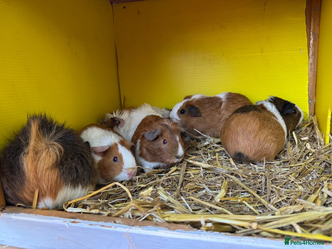 Guinea Pig rodents for sale: Female guinea pigs - Advert 1