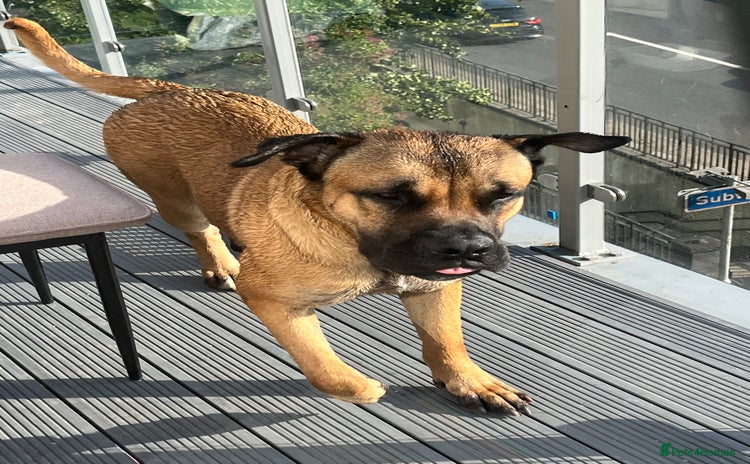 Mixed Breed dogs - Advert 1
