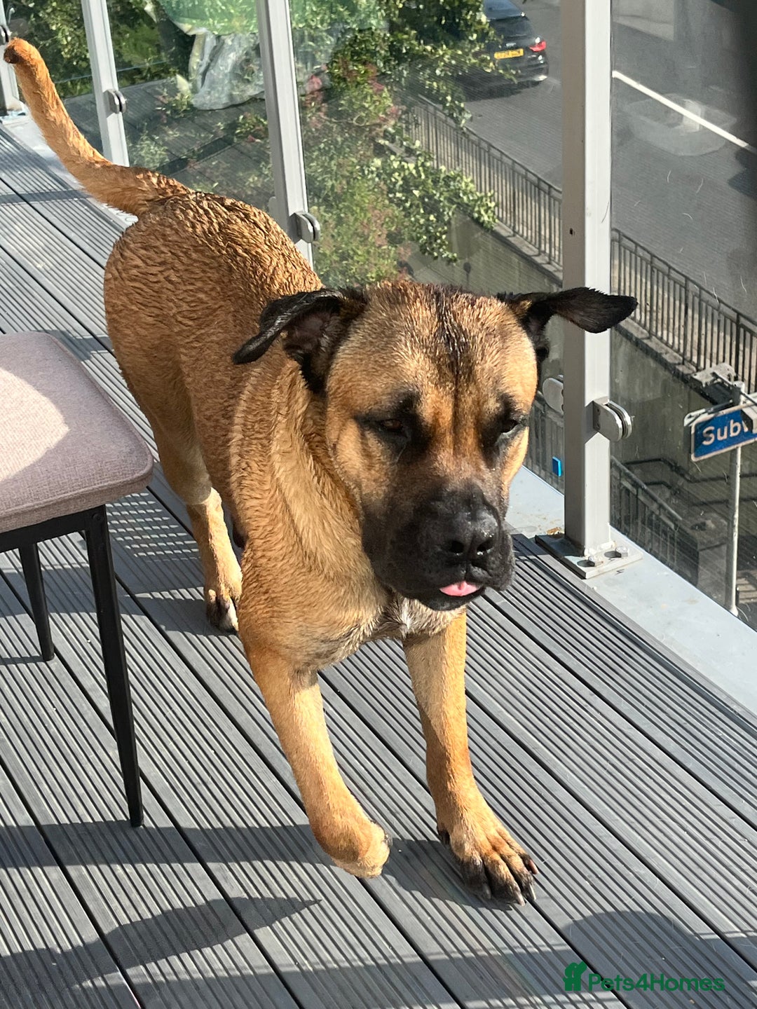 Mixed Breed dogs for sale: Large dog for loving home - Image 1