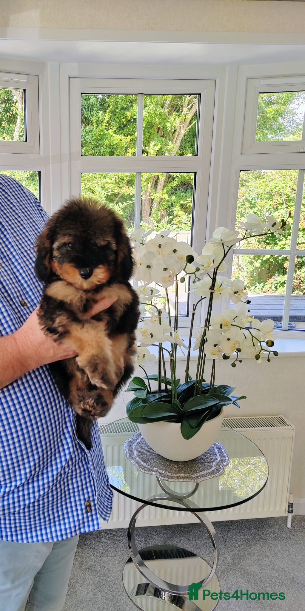 Cavapoo dogs  BEAUTIFUL DNA HEALTH TESTED PARENTS TOY CAVAPOO   - Advert 1