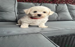 Bichon Frise dogs for sale: Bichon Frise Puppies  - Image 18