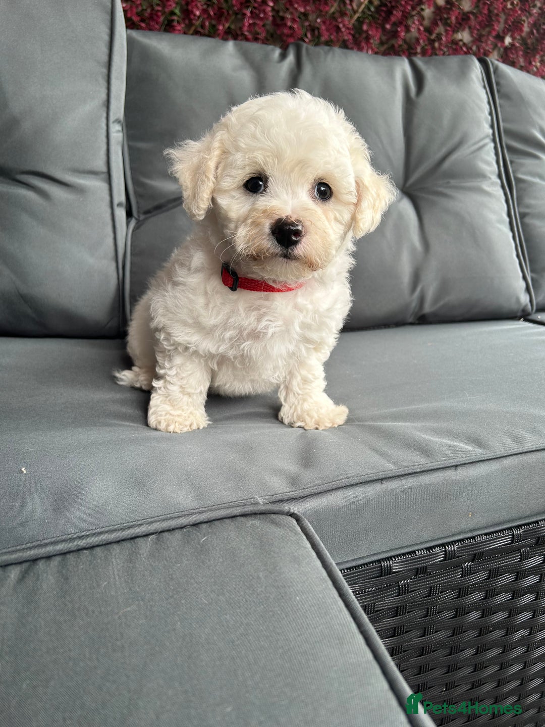 Bichon Frise dogs for sale: Bichon Frise Puppies  - Image 18