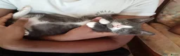 Mixed Breed cats for sale: Adorable Kitten  - Advert 4