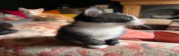 Mixed Breed cats for sale: Four varied mixed breed kittens - Advert 22