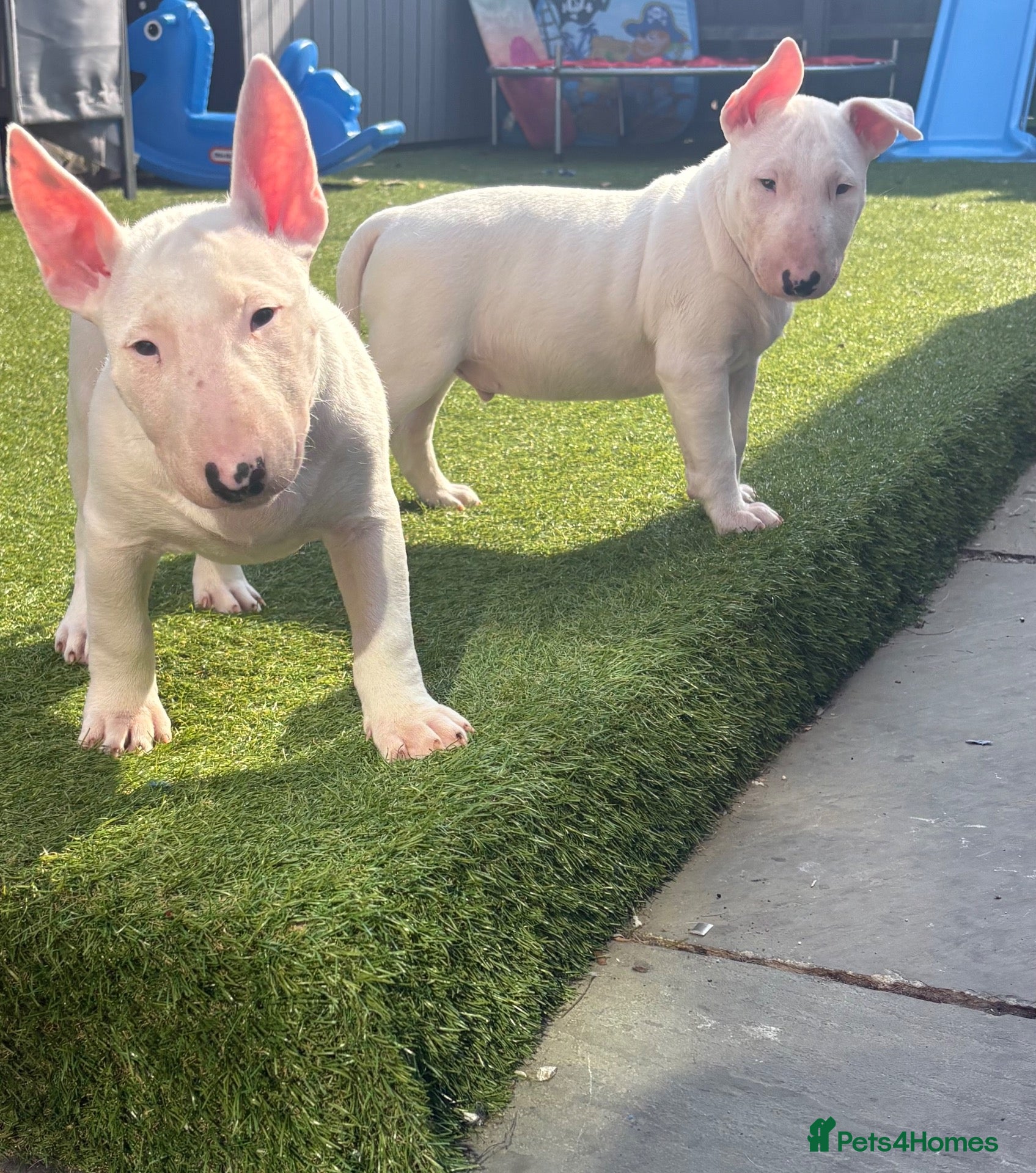 English Bull Terrier dogs English bull terrier puppies  - Advert 1