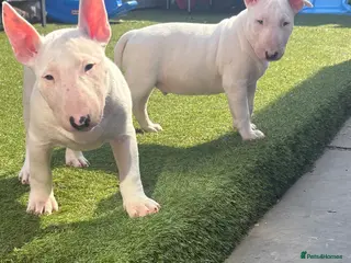 English Bull Terrier dogs English bull terrier puppies - Advert 1