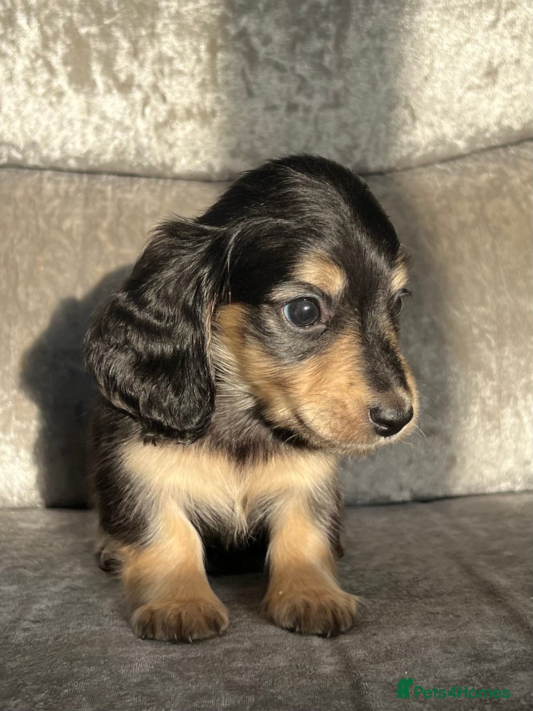 Dachshund dogs for sale: KC miniature long hair dachshunds for sale - Advert 5