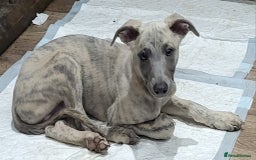 Whippet dogs for sale: Beautiful KC registered blue brindle boy - Image 2