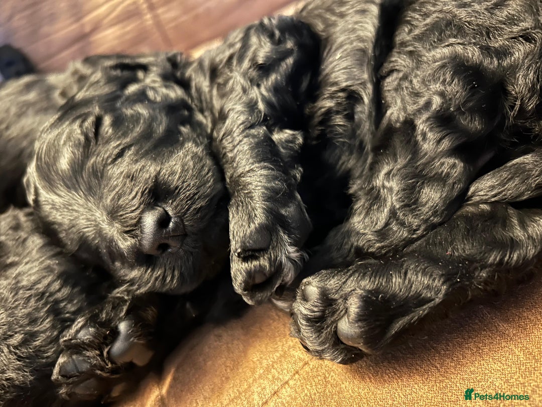 Goldendoodle dogs for sale: Golden doodle puppies for sale  - Image 13