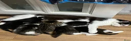 Mixed Breed cats for sale: Beautiful kittens looking for homes  - Advert 2