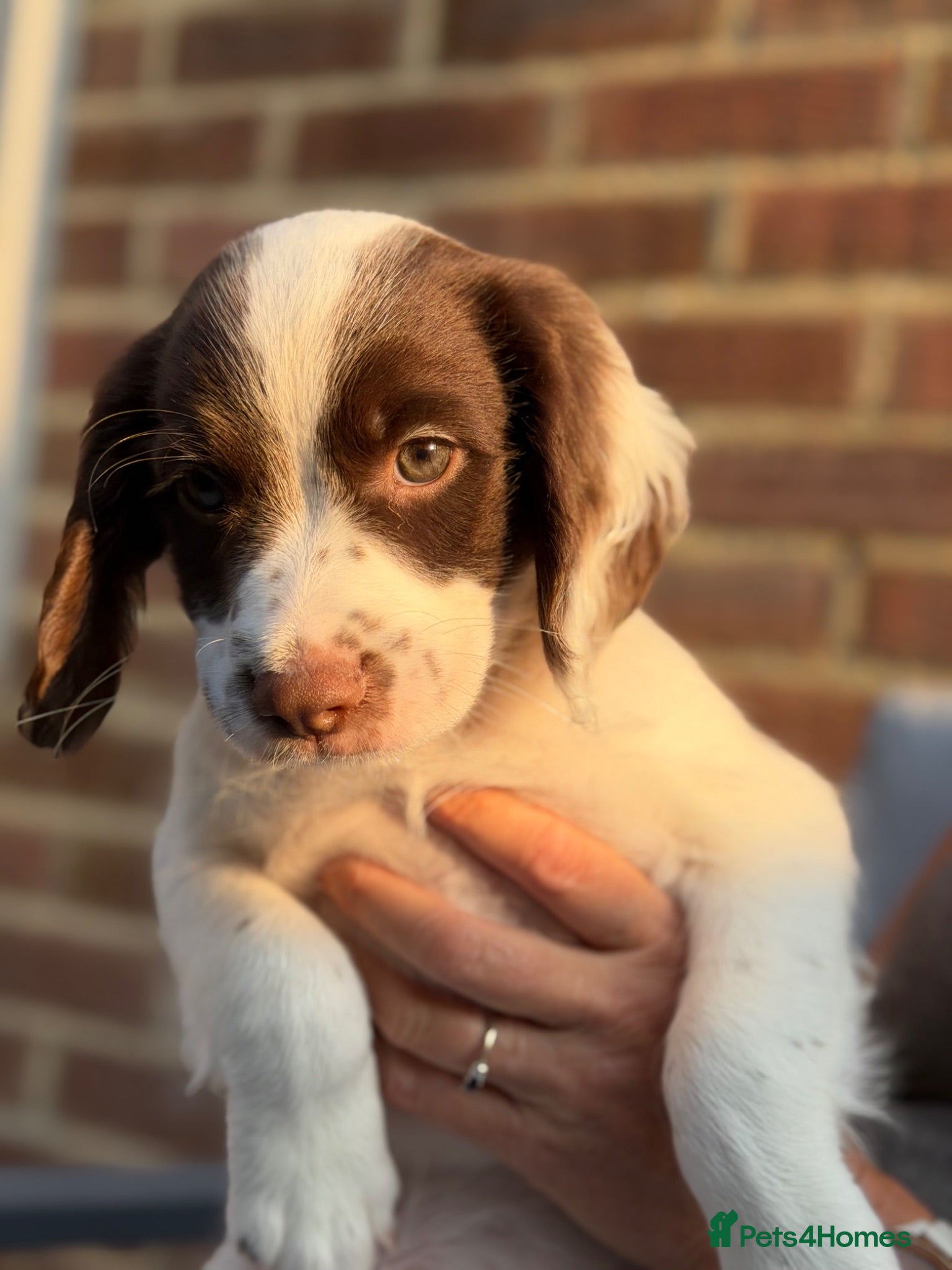 English Springer Spaniel dogs Lovely boy left £1055,Kc reg, health cleared  - Advert 8