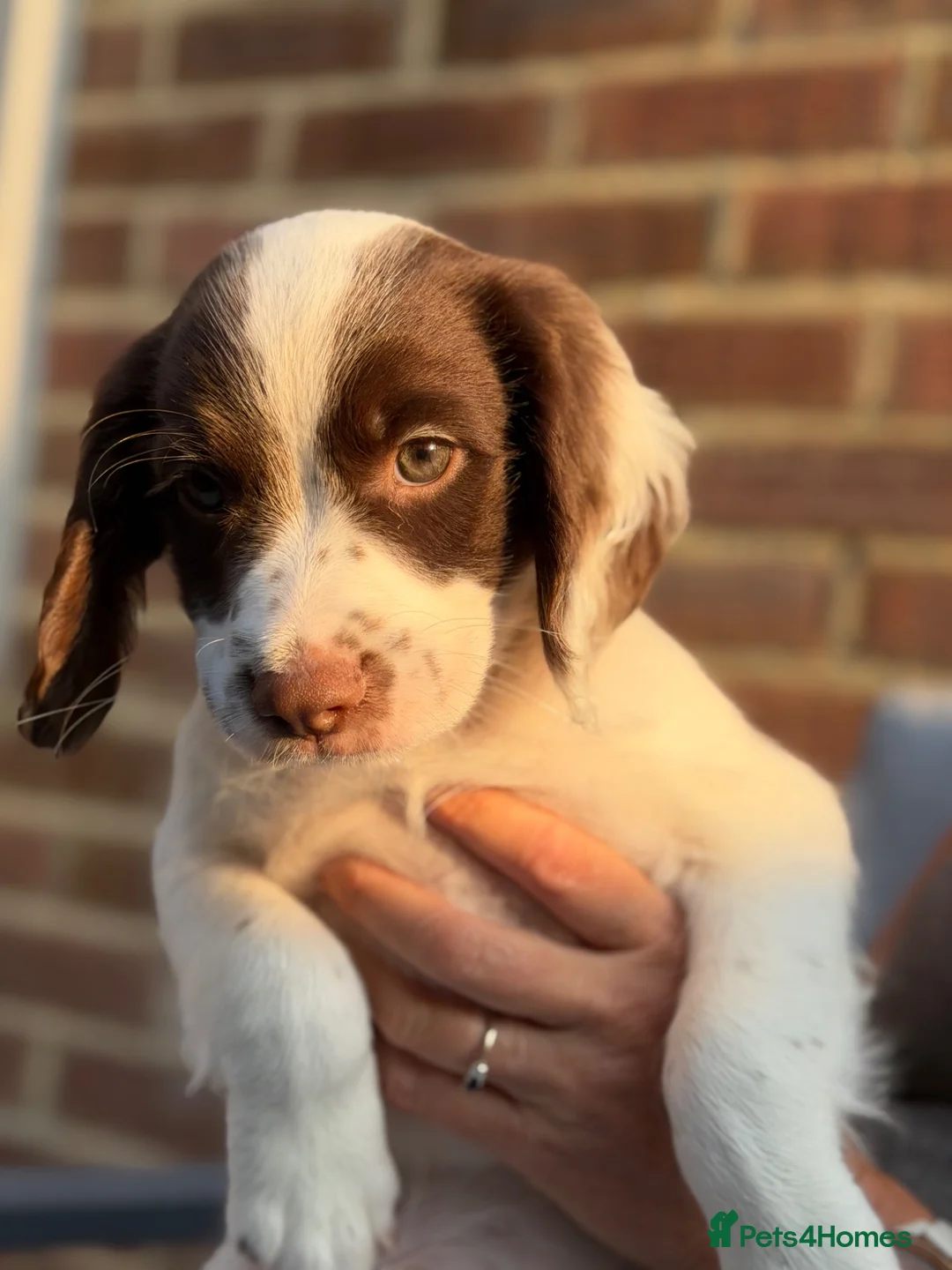 English Springer Spaniel dogs for sale: Lovely boy left £1055,Kc reg, health cleared  - Advert 1