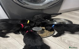 Mixed Breed dogs for sale: 3/4Bedlington 1/4Whippet - Image 14