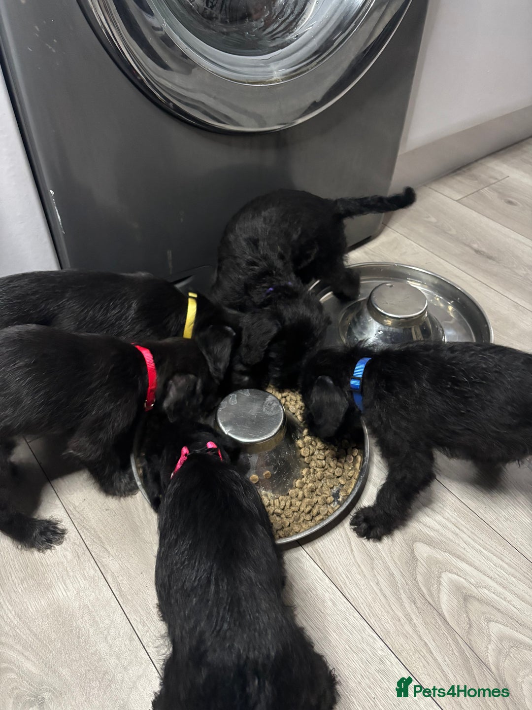 Mixed Breed dogs for sale: 3/4Bedlington 1/4Whippet - Image 14