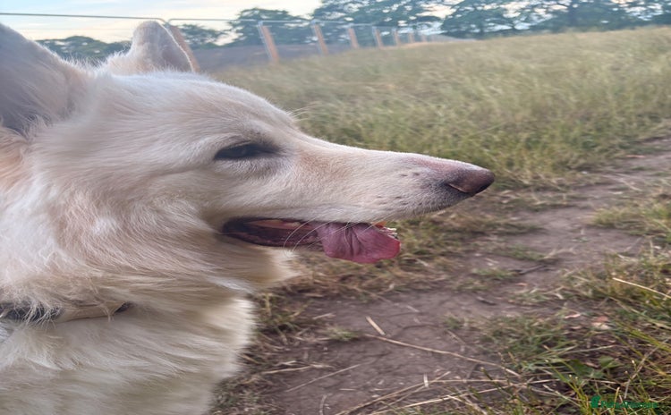 German Shepherd dogs - Advert 9