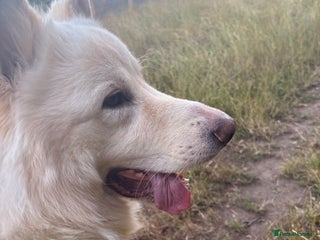 German Shepherd dogs for sale - Advert 1