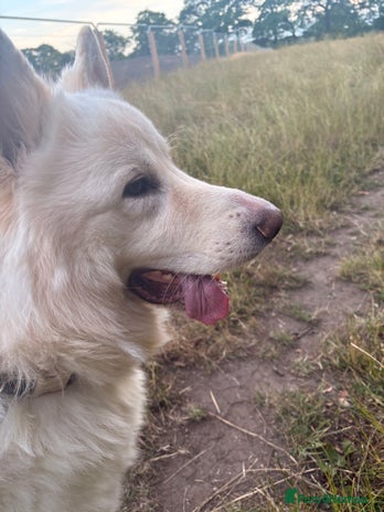 German Shepherd dogs - Advert 9