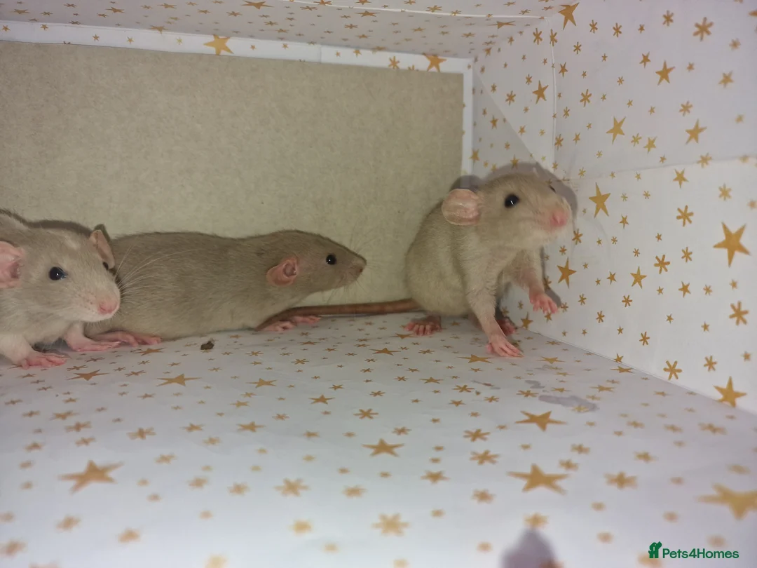 Rat rodents for sale: Baby dumbo rats - Advert 1