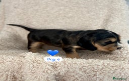 Cocker Spaniel dogs for sale: 🐾 Adorable Cocker Spaniel Puppies for Sale! 🐾  - Image 16