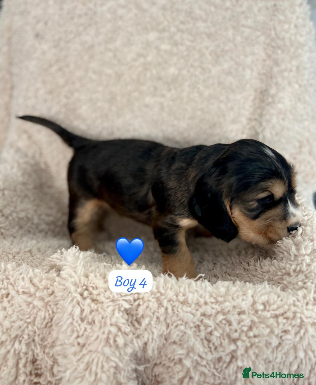 Cocker Spaniel dogs for sale: 🐾 Adorable Cocker Spaniel Puppies for Sale! 🐾  - Image 16