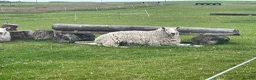 Sheep livestock for sale: 2 pet sheep in Dumfries - Advert 7
