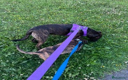 Staffordshire Bull Terrier dogs for sale: Loki - Brindle Staffie - Image 10