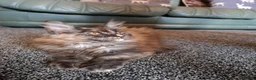 Maine Coon cats for sale: Pure Tica active Main Coon kittens - Advert 6