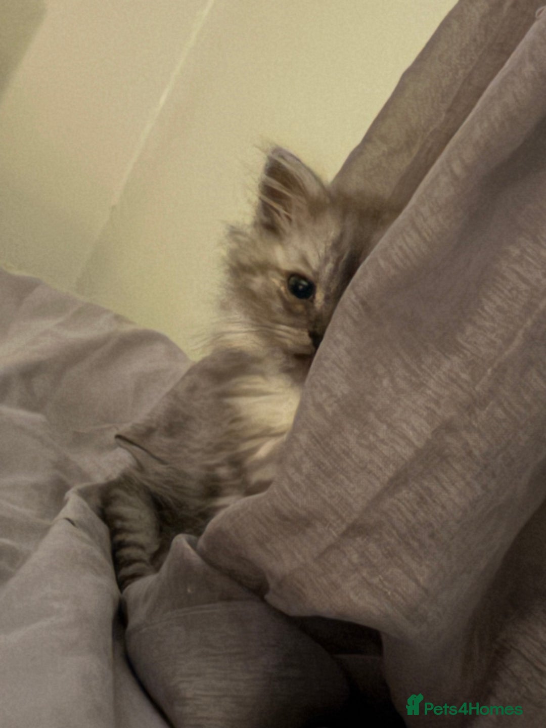 Perdoll cats for sale: Beautiful Perdoll Babies - Image 8