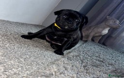 Staffordshire Bull Terrier dogs for sale: Floyd & Sky - Advert 5